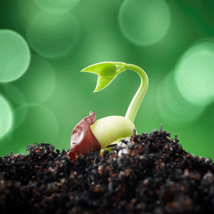 sprouting sappling